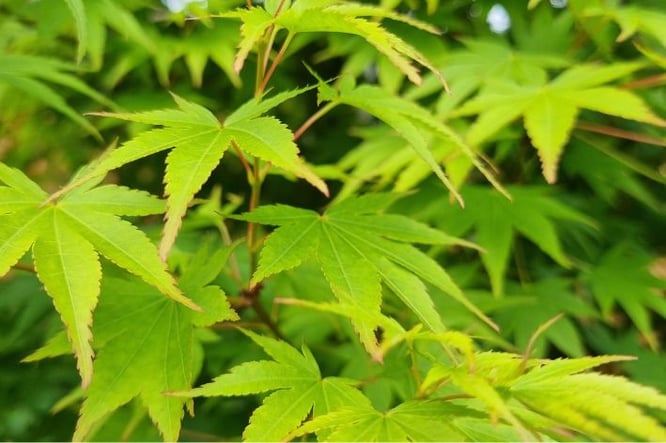 10x winterharde bomen die je goed op balkon kunt plaatsen - Japanse Esdoorn