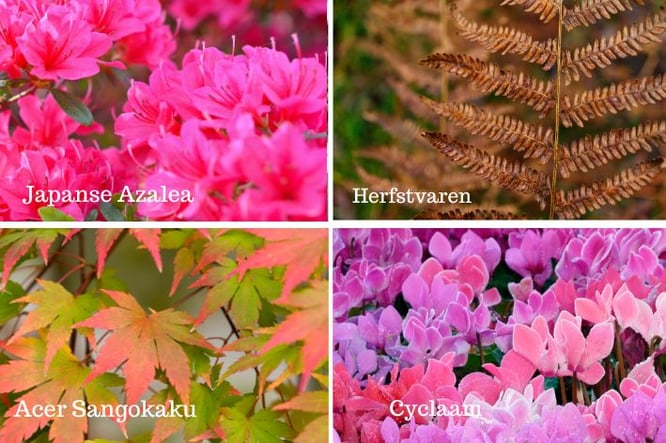 balkon planten herfst ideeën