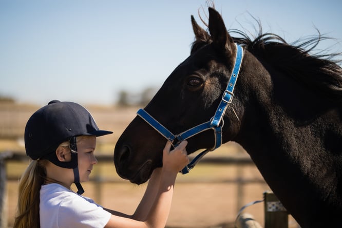 horse course, for kids, horse, horses for kids, learn about horses