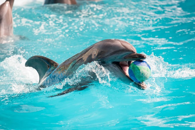 bottlenose dolphin, smartest animals on earth