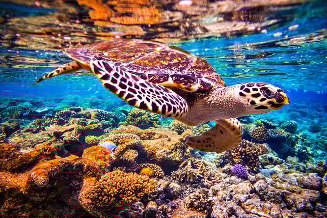 sea turtle, sea turtles in ocean