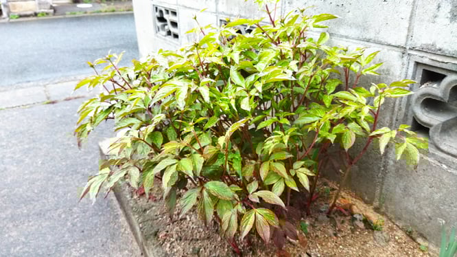 去年、地表に出ていた茎はすべて切りそろえました。