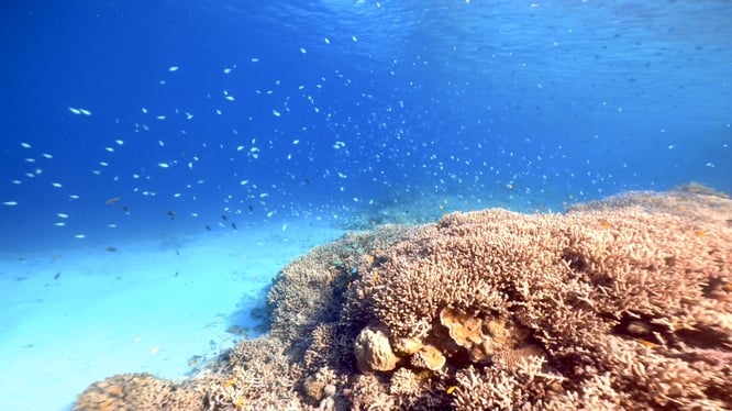 伊是名スキンダイビング