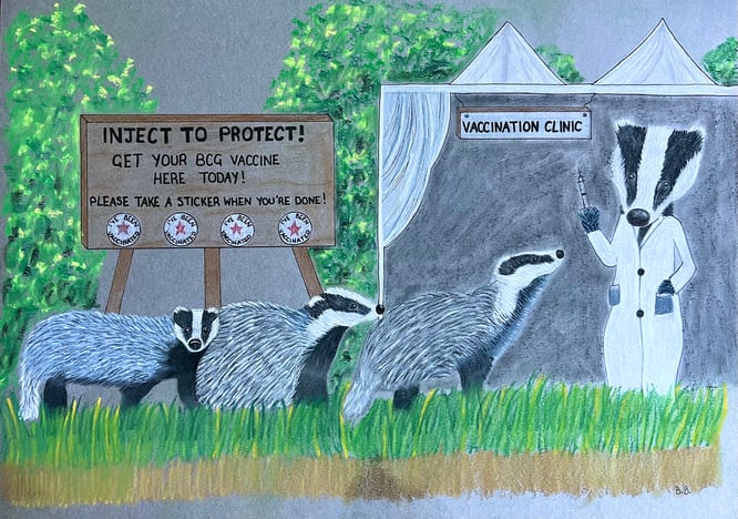 Badger vaccination clinic drawing by artist  Becci Cooper
