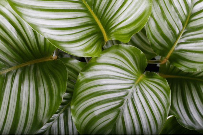 Calathea ideale opvallende kamerplant voor de schaduw