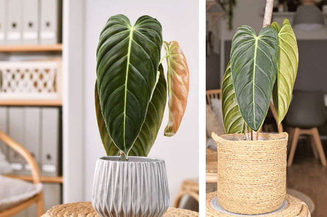 Philodendron melanochrysum exclusieve kamerplanten