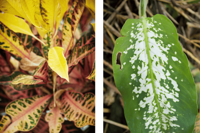 Dieffenbachia kamerplant met opvallend blad
