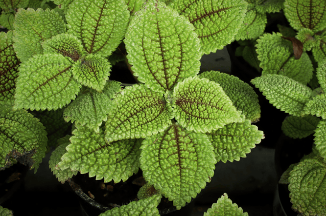 Pilea involucrata Moonvalley populaire kamerplant met opvallend fluweelachtig blad