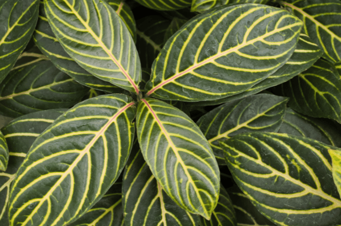 Croton codiaeum Variegatum bijzondere kamerplanten in de woonkamer