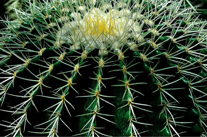 Een unieke bijzondere kamerplant is de grote cactus