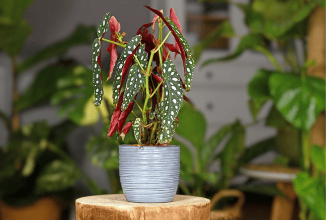 Begonia maculata mooie stipjes op blad