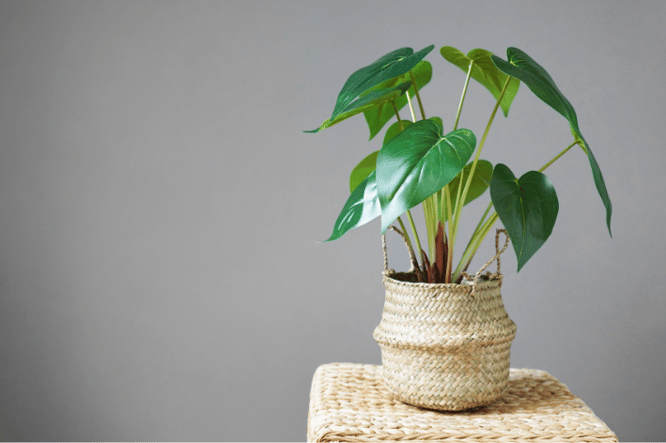 Alocasia een populaire kamerplant uit de top 10