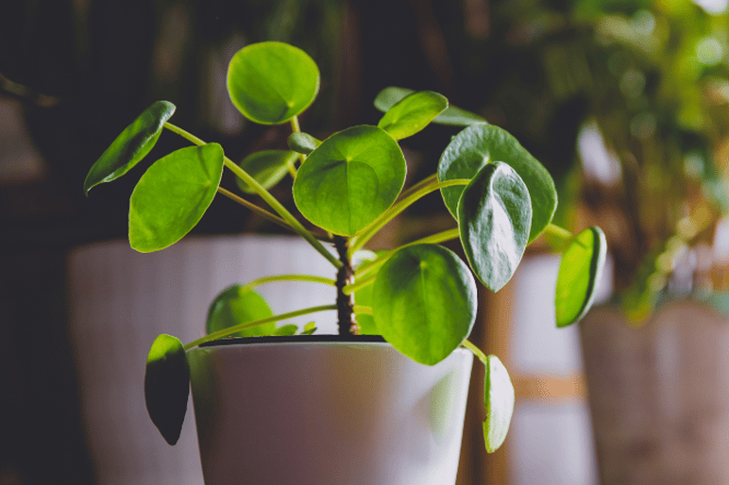 Pannenkoekenplant met opvallende ronde bladeren is een populaire kamerplant