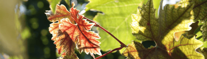 Hervorragende Klimatische Bedingungen - Foto: Claudia Michalopulos