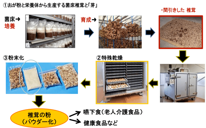 おが粉と栄養体から生産する菌床椎茸と「芽」