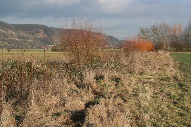 Foto: S. Geissler-Strobel