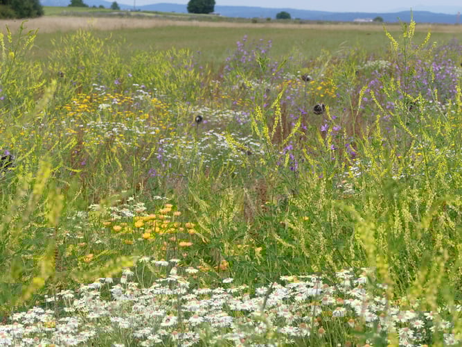 Foto: K. Kilchling-Hink