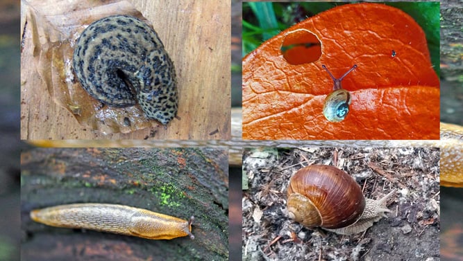 links oben Tigerschnegel, links unten Baumschnegel, rechts oben Schnirkelschnecke, rechts unten Weinbergschnecke