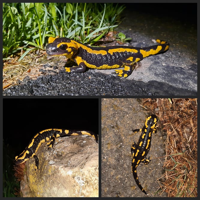 Feuersalamander, Fotos: Silke Mora / NABU Euskirchen