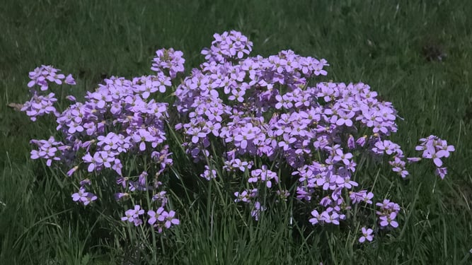 Foto: Claudia Rapp-Lange / NABU Euskirchen