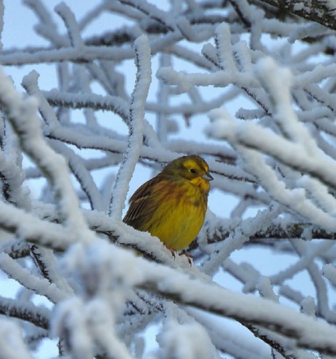 Foto: Silke Mora / NABU Euskirchen