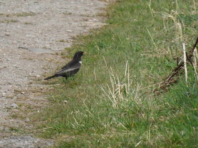 Ringdrossel Foto: Marion Zöller / NABU Euskirchen