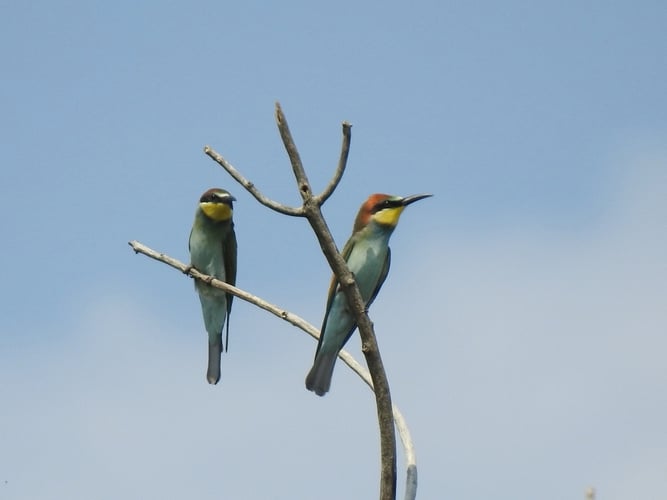 Foto: Marion Zöller / NABU Euskirchen