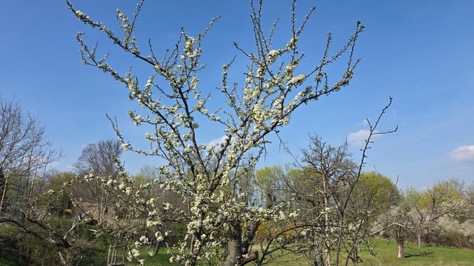 Foto: Claudia Rapp-Lange / NABU Euskirchen