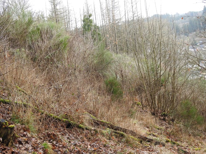 Foto: Marion Zöller / NABU Euskirchen