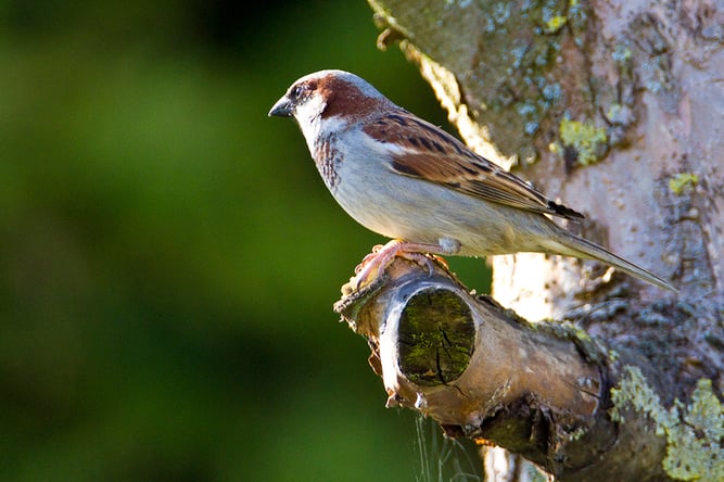Der Haussperling liegt unangefochten an der Spitze der häufisten Gartenvögel Foto: NABU/Günter Lessenich