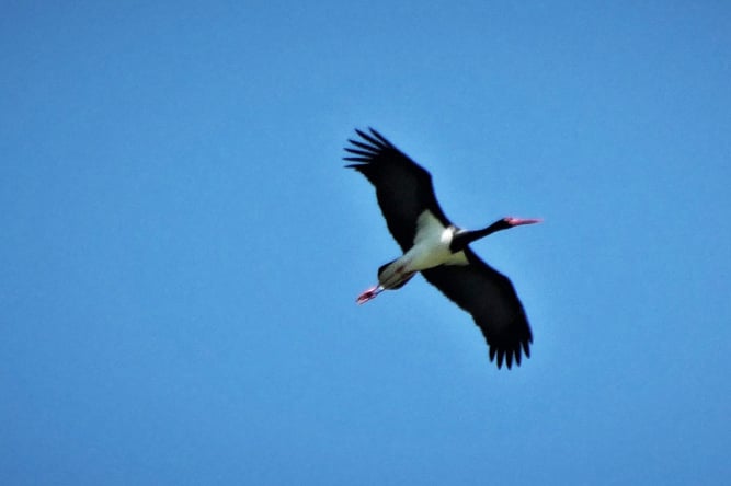 Der Schwarzstorch drehte über dem Waldrand seine Runden Foto: Wolfgang Steiger