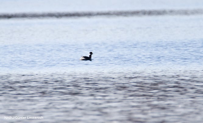 Foto: Ein Wintergast an den Zülpicher Seen, der Schwarzhalstaucher