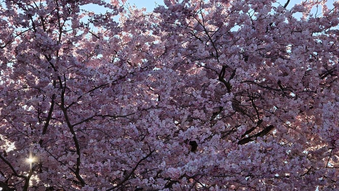 Foto: Claudia Rapp-Lange / NABU Euskirchen