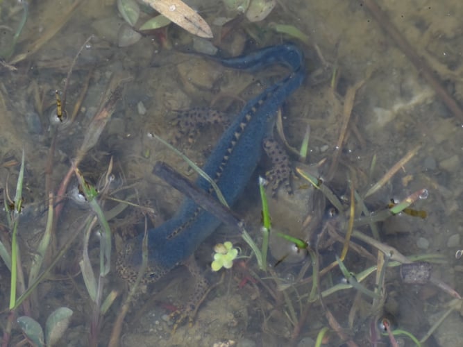 Bergmolch  Foto: Marion Zöller