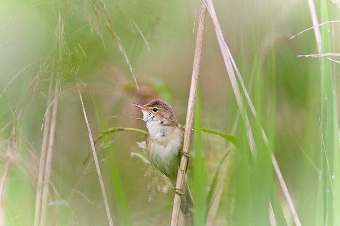 Der Teichrohrsäner wird auch im Volksmund Rohrspatz genannt. Foto: NABU/Günter Lessenich