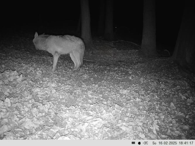 Wolfsichtung in Jena (Quelle: Birgit Zwilling)
