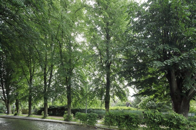 Foto: Rainer Loewen | Seitlicher Blick auf die historische Lindenallee, Lebensraum für Vögel und Insekten. Kann das wirklich weg???