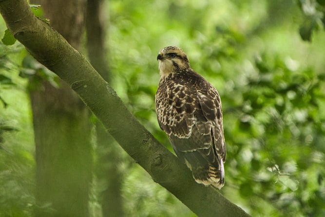 Mäusebussard - Malte Rüger