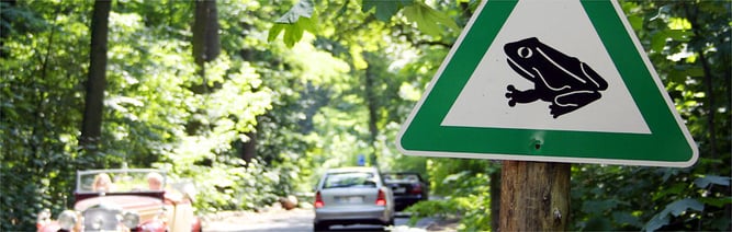 Krötenwanderung Foto: Helge May