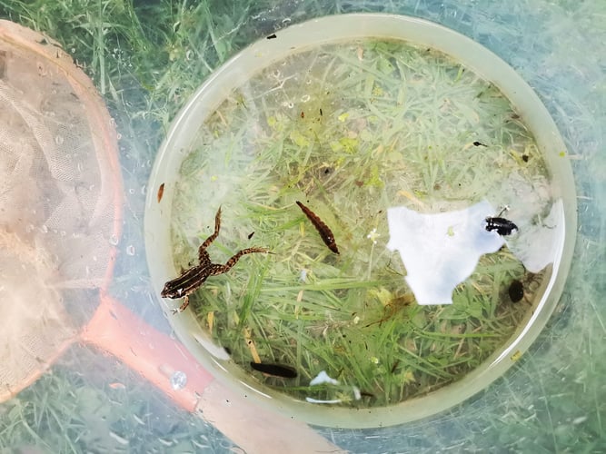 Teichfrosch, Foto: S. Hamberger