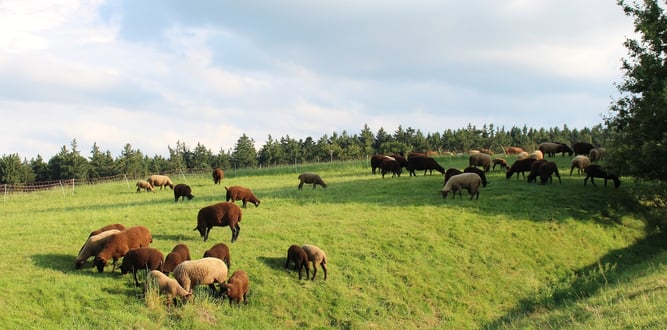 Schafzucht, Juraschafe Mutterschafe mit Lämmern auf der Weide