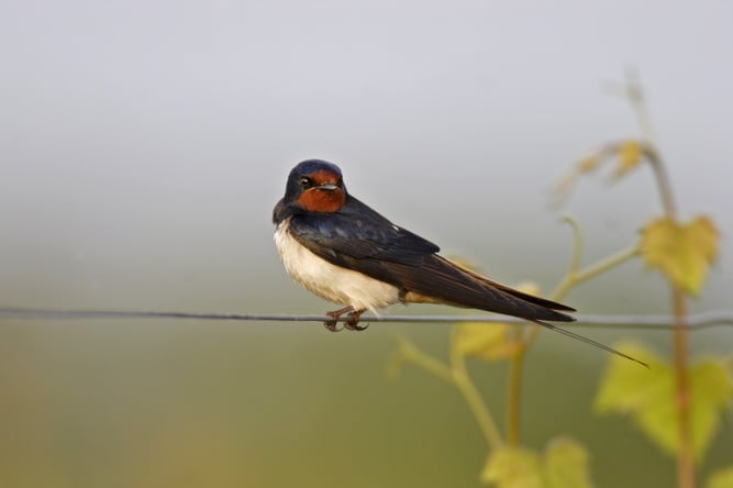 Foto: Rauchschwalbe, Marcus Bosch, Nabu