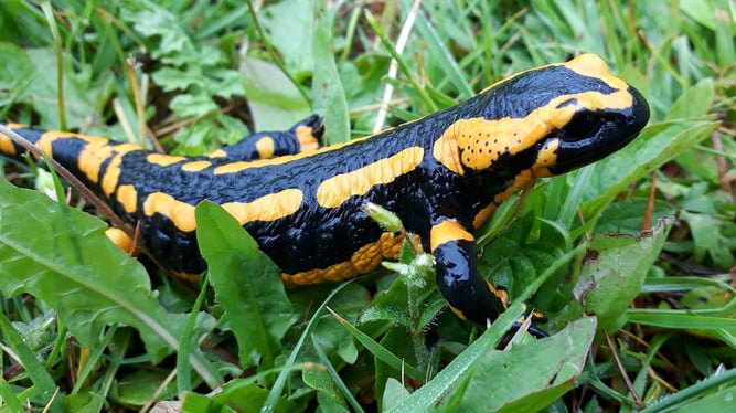 Foto: Feuersalamander, Pixabay