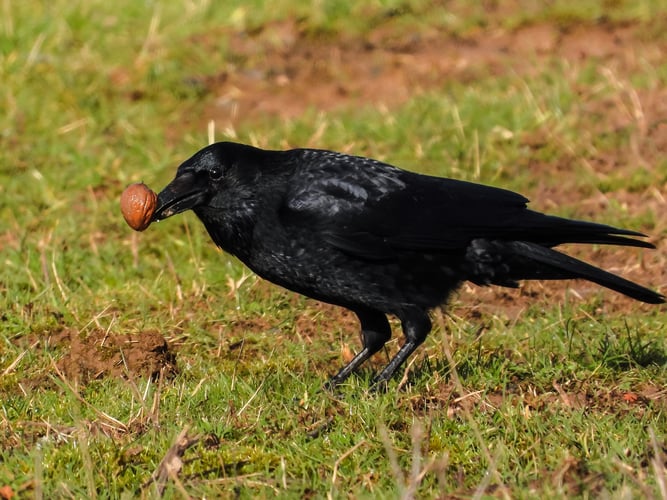 Foto: Rabenkrähe, Kathy Büscher, NABU
