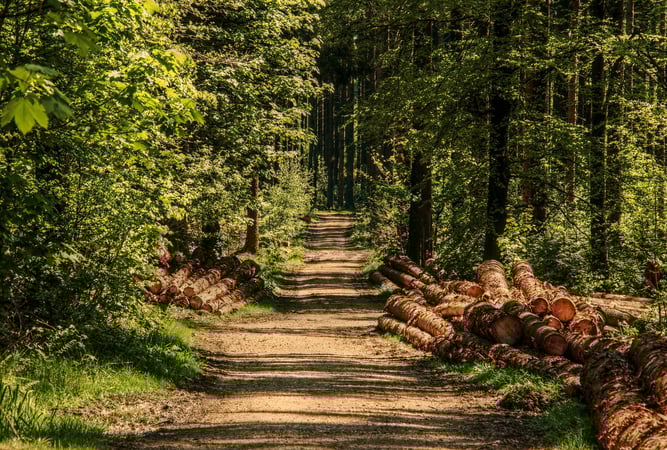 Foto: Naturnaher Wald, Pixabay