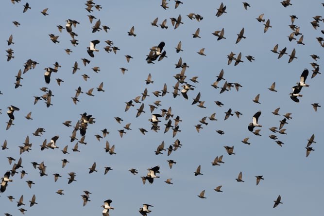 Star Kiebitz Schwarm Vogelzug