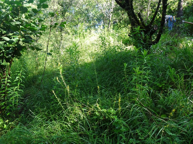 Foto: Grünfläche Rohracker, Susanne Zhuber-Ober