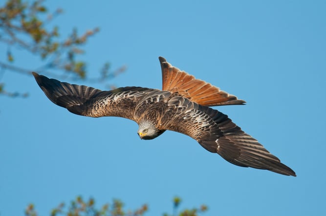 Foto: Rotmilan, Christoph Bosch, NABU Netz