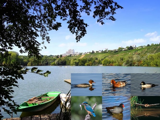 Foto: Stuttgart, Max Eyth See