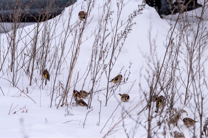Foto: (K. Geilen) Stieglitze im Winter